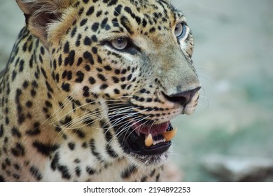 Close Up Of An Indian Leopard.