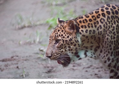 Close Up Of An Indian Leopard.