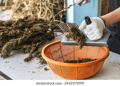 Close up indigenous knowledge hand tools for separating cannabis products in local way of life of northern Thailand   