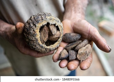 Close Up Of Indigenous Native Man Hand Holding Brazil Nuts, Castanha Do Para, In The Amazon Rainforest. Concept Of Environment, Ecology, Sustainable Economy, Conservation, Biodiversity, Healthy Food.