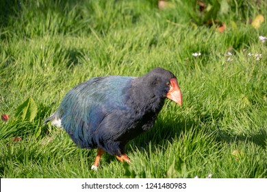 Close Up Of Indigenous Takahe Bird On Green Grass In Te Anau, South Island, New Zealand.