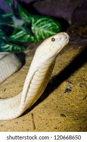 71 Indochinese cobra Images, Stock Photos & Vectors | Shutterstock