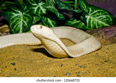 71 Indochinese cobra Images, Stock Photos & Vectors | Shutterstock