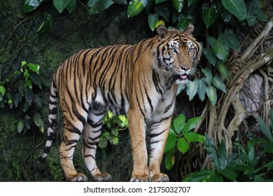 Close up Indochinese tiger is beautiful animal and dangerous in forest - Shutterstock ID 2175032707