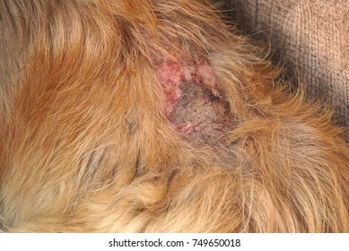 close up of injured dog background