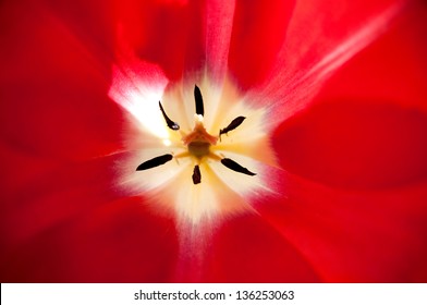 close up of the inner part of red tulip
