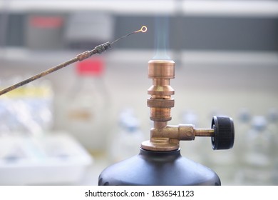 Close Up Of Inoculation Loop Being Sterilized In Flame Of Gas Bunsen Burner In A Laboratory. Laboratory Work Concept.