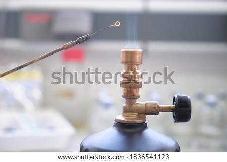 Close up of inoculation loop being sterilized in flame of gas bunsen burner in a laboratory. Laboratory work concept.
