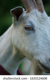 Close Up Of An Inquisitive  Goat. Close-up Of A White Goat. Close Up Goat In Farm On Green Grass.  Close Up Of Goat's Eye  Macro 