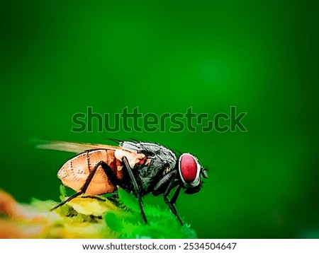 Similar – Dragonfly sunbathing