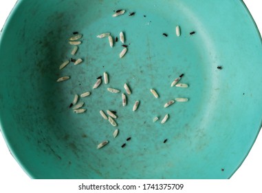 Close Insects Rice Tribolium Castaneum Lesser Stock Photo 1741375709 ...