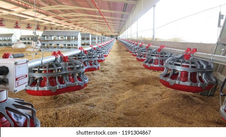 Close Up Of The Inside Of A Modern Poultry House