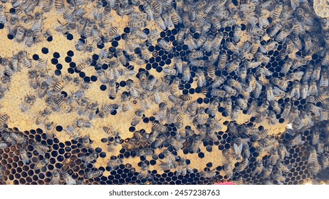 Close up to an inside panel of an active beehive