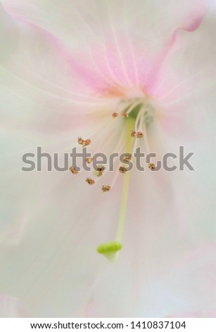 Similar – mauve Plant Spring Flower