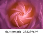 Close up of the inside of a rose.