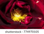 close up of the inside of a rose