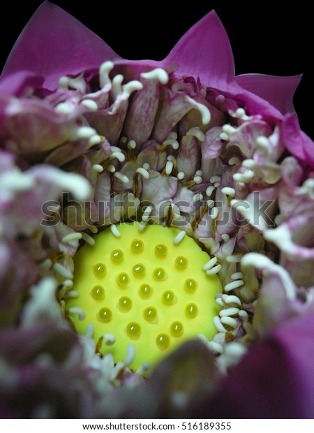 Close Inside Sacred Lotus Focus On Stock Photo (Edit Now) 516189355