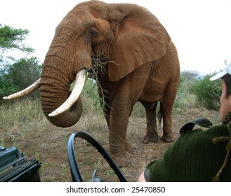 Close Interaction Between A Male Elephant And A Game Ranger