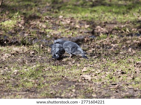 Close interaction of pigeons with one bird preening partner in calm environment