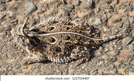 close up of the interesting patterns on the back of  a texas horned lizard in valley of fires recreation area near carrizozo, new mexico 