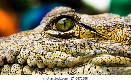 5,170 Alligator Eye Detail Images, Stock Photos & Vectors | Shutterstock