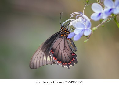 Close Up Of An Iphidamas Cattleheart