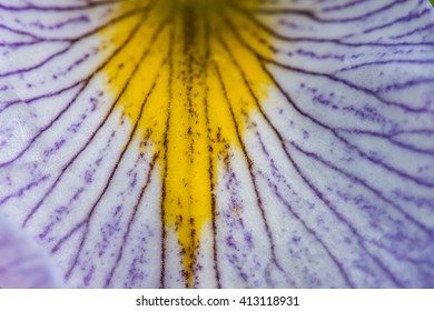 Close Up of Iris Petal Texture with macro lens