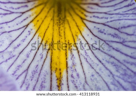 Close Up of Iris Petal Texture with macro lens