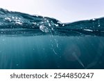 Close up of a irukandji, a poisonous and dangerous box jellyfish from Ningaloo Reef, Western Australia