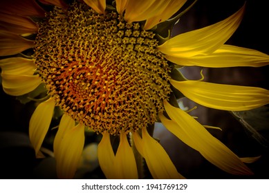 Close up isolate sunflower high resolution.