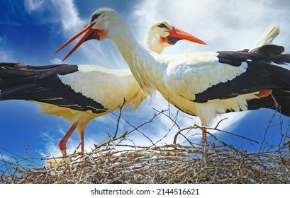 Close Up Of Isolated Couple Two White Storks With Red Bleaks In Nest With Crossed Necks Looking In Different Directions (focus On Left Head)