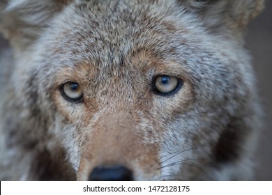 Close Up Isolated Coyote Face