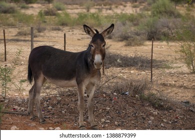 Close Isolated Donkey Portrait This Cute Stock Photo 1388879399 ...