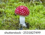 Close up of isolated fresh brightly  red colored fly agarics mushroom, Amanita muscaria, with star moss undergrowth