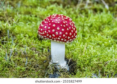 Close up of isolated fresh brightly  red colored fly agarics mushroom, Amanita muscaria, with star moss undergrowth - Powered by Shutterstock