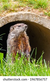 Close Up Isolated Image Of A Groundhog (marmota Monax) At The Entrance Of A Concrete Rain Drain Pipe In Maryland, USA. The Rodent Stands Upright On The Grass, Fully Alert Checking For Danger.