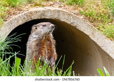 Close Up Isolated Image Of A Groundhog (marmota Monax) At The Entrance Of A Concrete Rain Drain Pipe In Maryland, USA. The Rodent Stands Upright On The Grass, Fully Alert Checking For Danger.