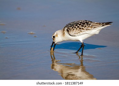 close up isolated image of a semipalmated sandpiper (Calidris pusilla) hunting for sand crabs on wet sand near shoreline with its reflection is visible.