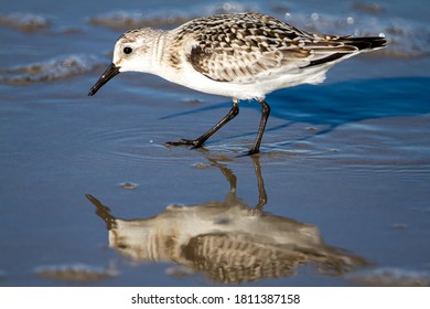 close up isolated image of a semipalmated sandpiper (Calidris pusilla) hunting for sand crabs on wet sand near shoreline with its reflection is visible.