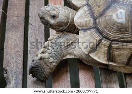 close up isolated tortoise turtle relax with open and closed eye 