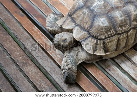 close up isolated tortoise turtle relax with open and closed eye 