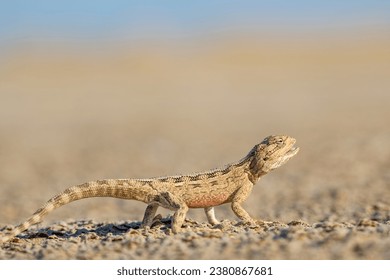 Close up and isolated view of desert horned lizard baby. Isolated view of the central bearded dragon from the desert of Middle East.