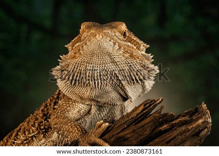 Similar – macro image of Bufo bufo head