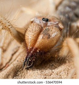 Close Up Of Israelian Wind Scorpion's Head