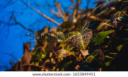 A Close Up of an Ive Leaf on a Tree, surrounded by more Ivy Leaves and sticks and a blue sky in the background.