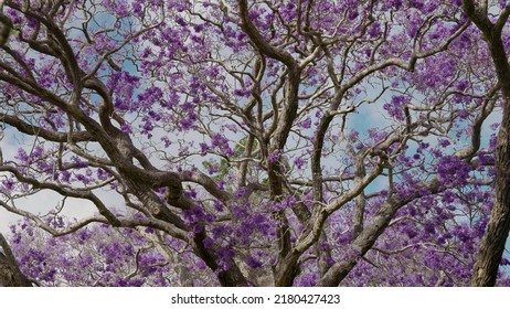 close up of a jacaranda tree in flower during the jacaranda festival at grafton in nsw, australia