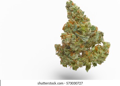 Close up of Jack Herrer marijuana bud