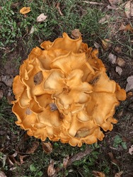 A Close Up Of A Jack O' Lantern Mushroom
