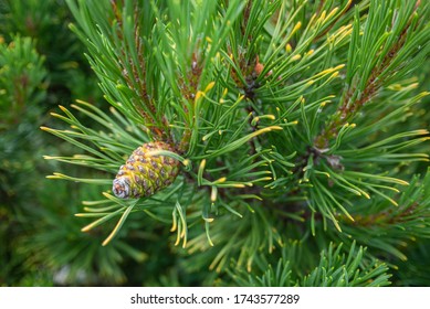 Close Up Jack Pine (Pinus Banksiana) Is An Eastern North American Pine. 