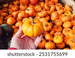 Up Close with a Jack-Be-Little Pumpkin in Hand. The Jack-Be-Little pumpkin, known for its small size and vibrant orange color, is cradled in hand with a backdrop of more mini pumpkins.